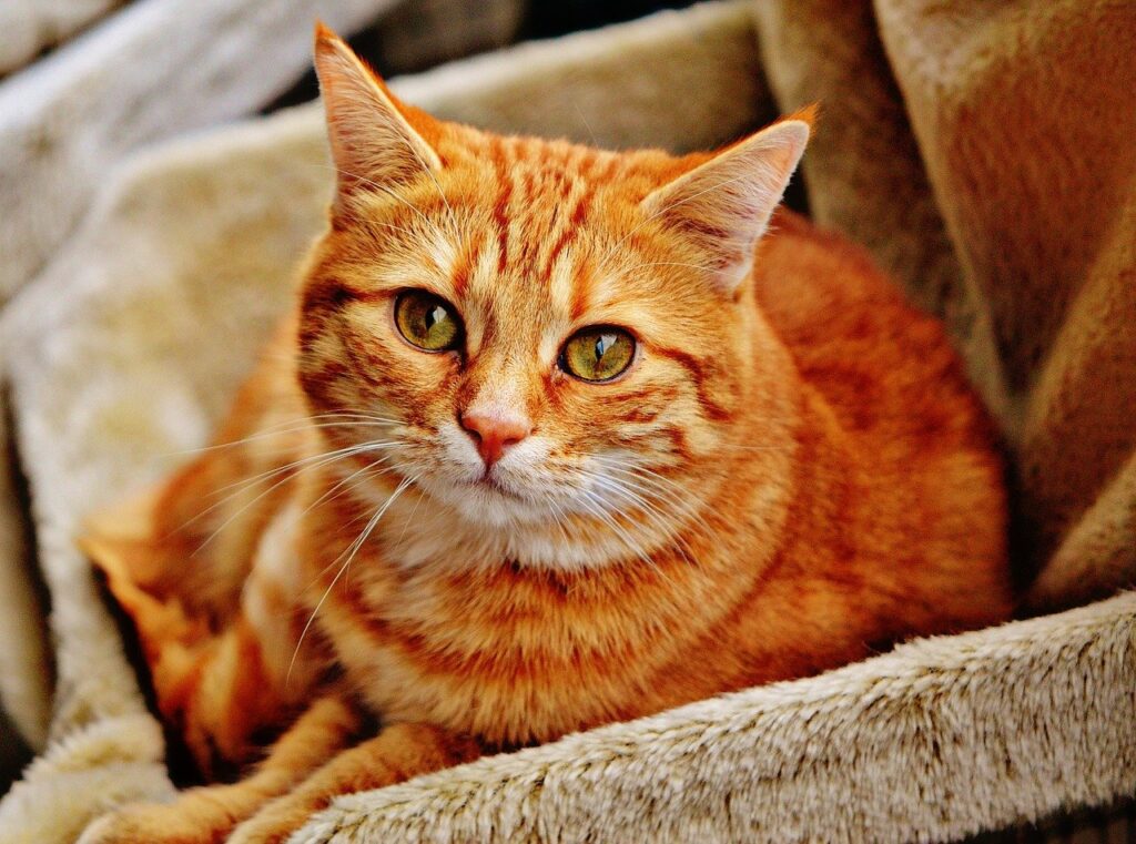 Omega 3 sales supplements for cats