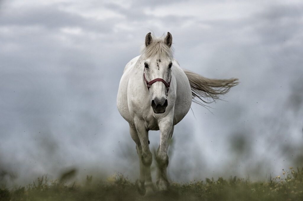 how-to-help-a-horse-with-arthritis-seapet-animal-health-mfg