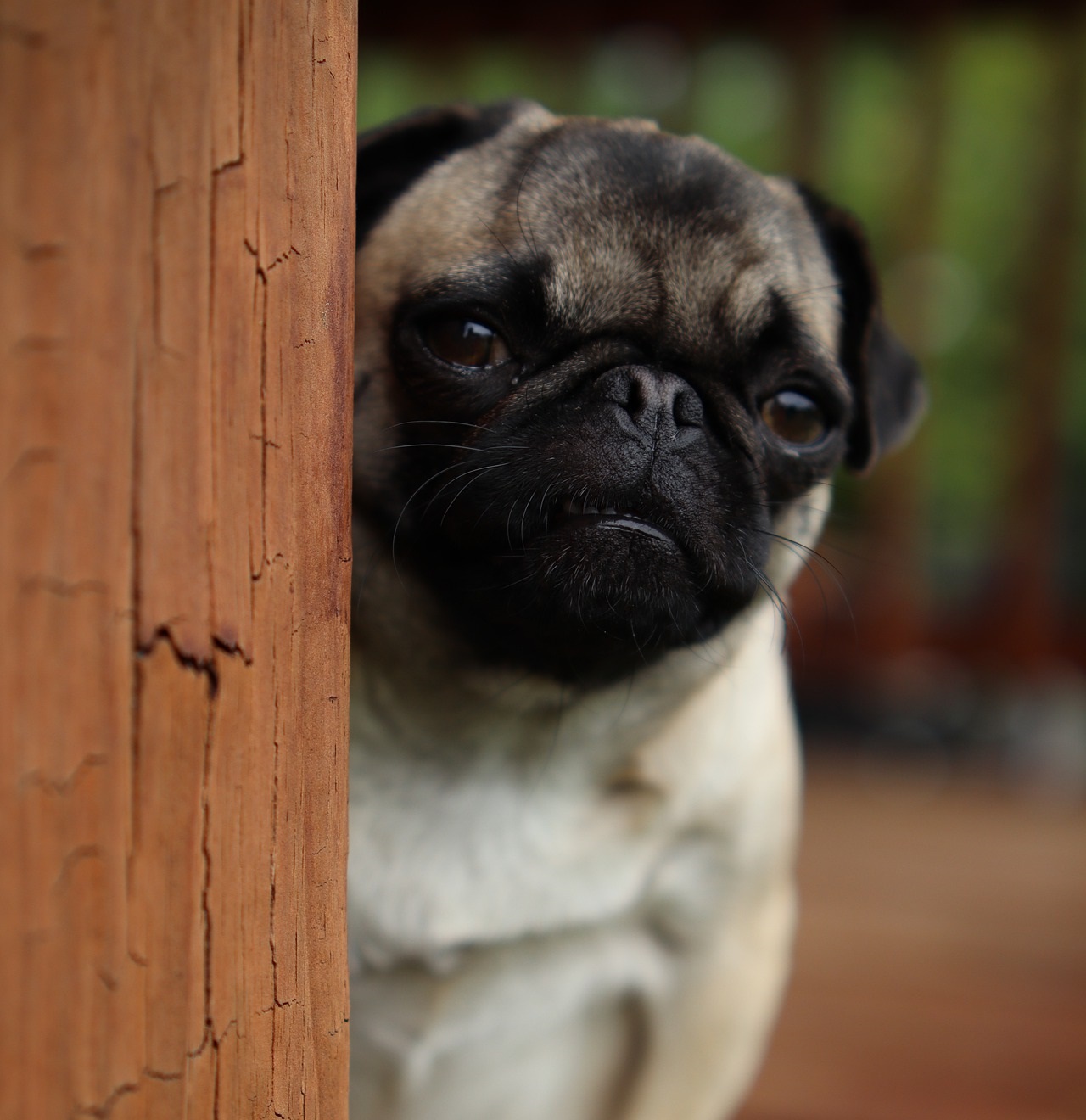 can separation anxiety in dogs cause diarrhea