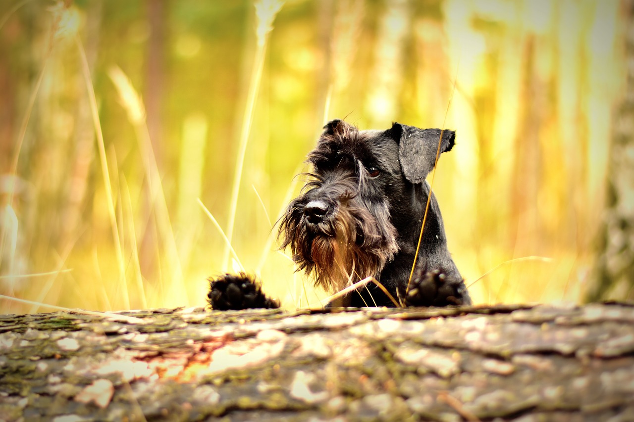 Guide to Owning a Schnauzer Miniature: Grooming, Health, and More