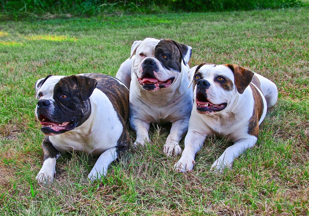 are american bulldogs part of whats considered bully mixes