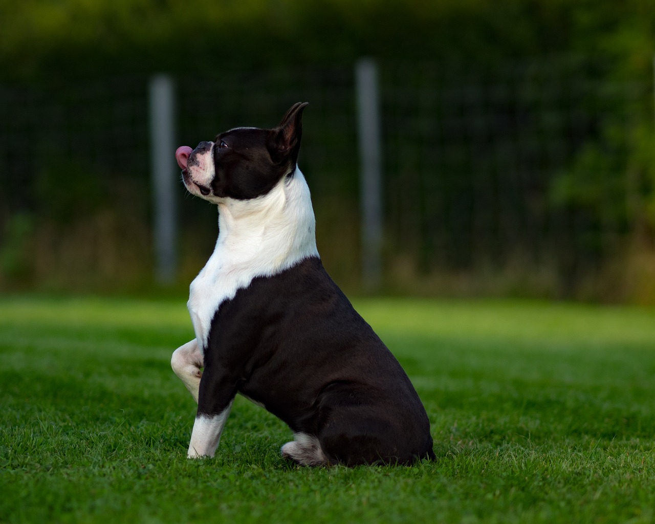 Boston Terrier Skin Allergies | Seapet Animal Health MFG