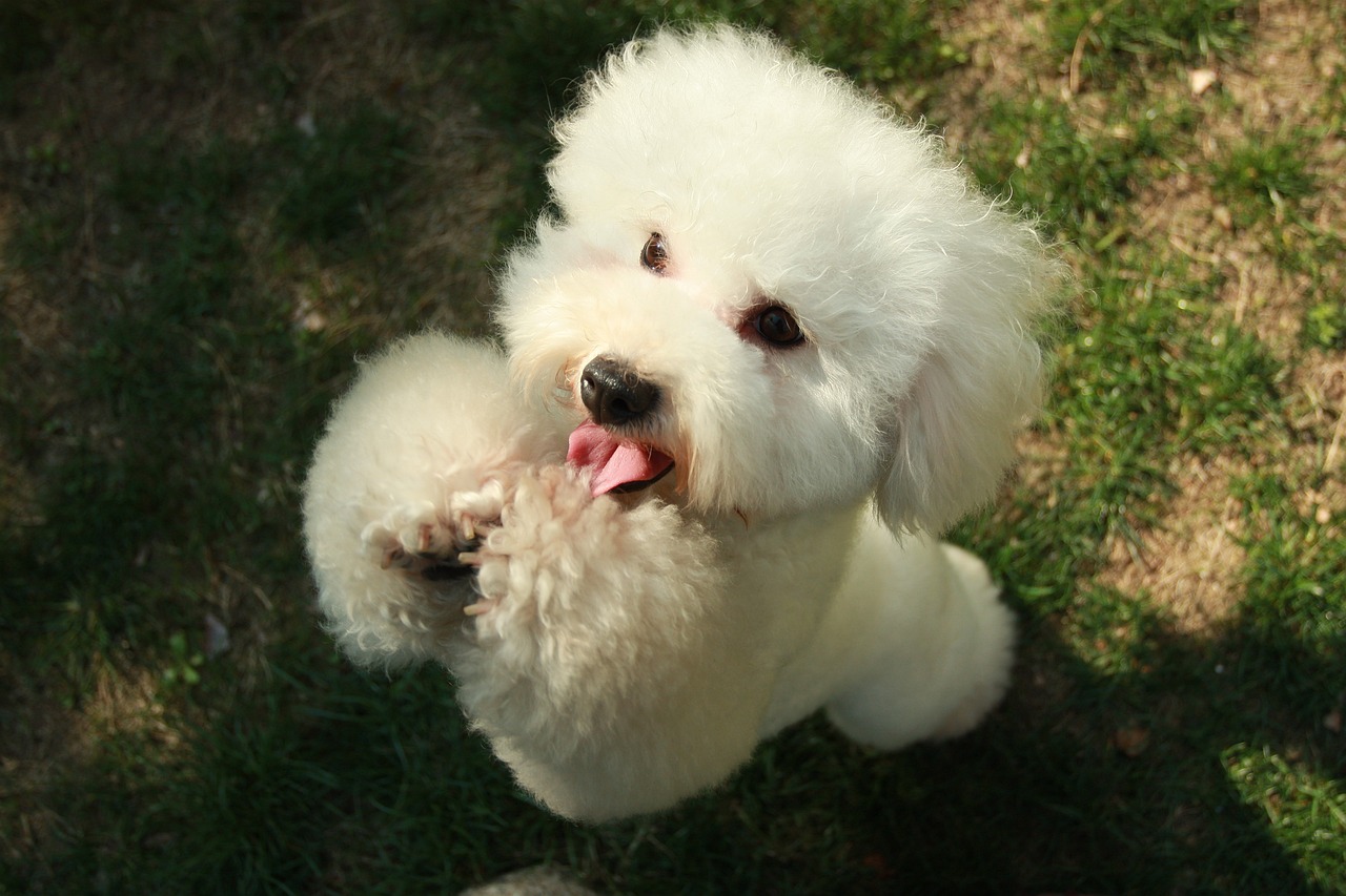 Small white poodle like dog with hot sale a silky loosely curling coat